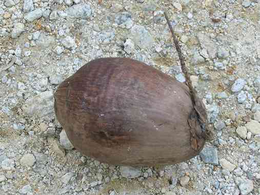 Seikhlas Kelapa Tua copy