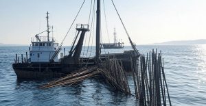 Pencabutan Pagar Laut